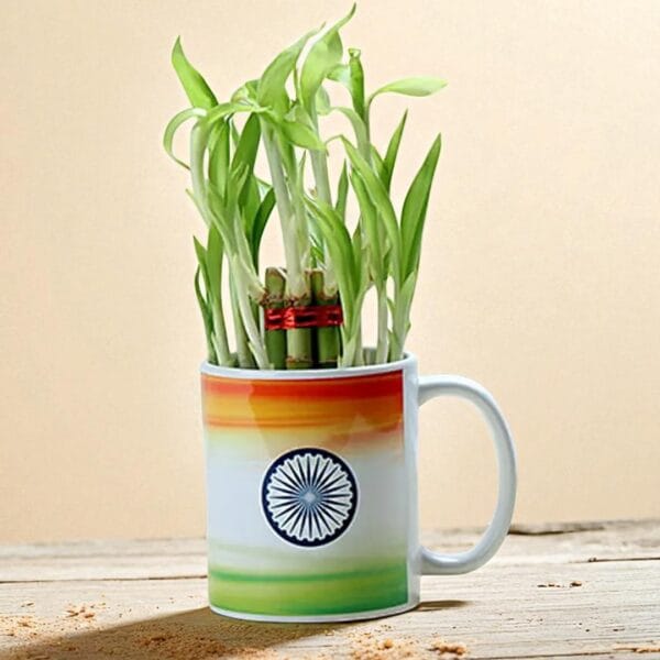 POPZOY Bamboo Plant – Indoor Plant in Mug with Indian Flag Print