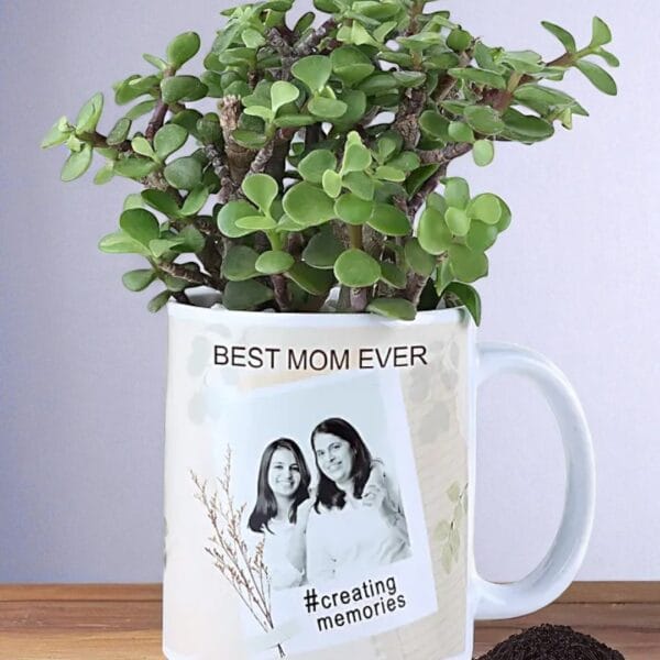 POPZOY Personalized Jade Plant Gift – Stylish Indoor Houseplant Keepsake