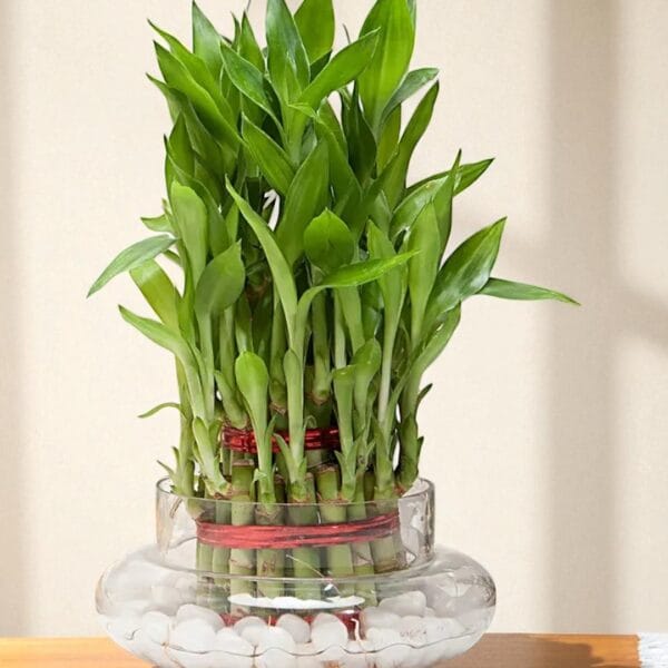 POPZOY Two Layer Lucky Bamboo – Good Luck Indoor Plant Terrarium