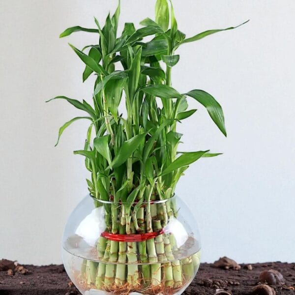 POPZOY Three Layer Lucky Bamboo – Decorative Indoor Plant in Round Glass Vase