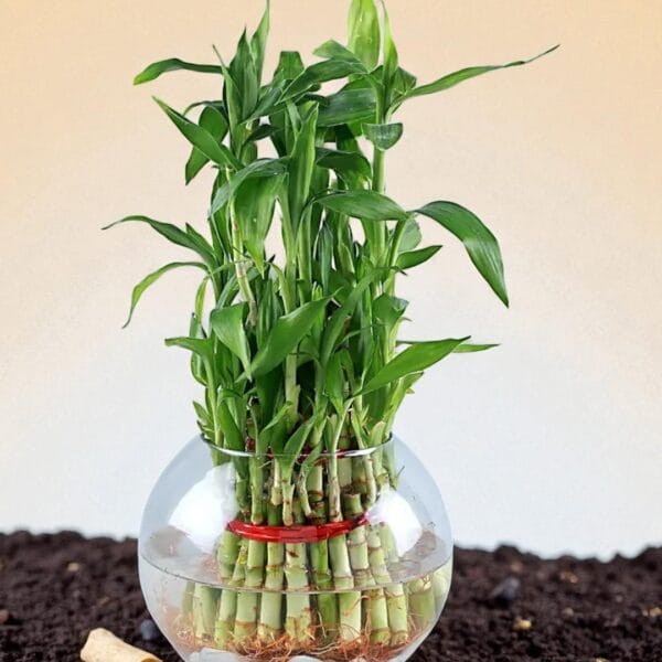 POPZOY Lucky Bamboo – Three Layer Indoor Plant in Stylish Round Glass Pot