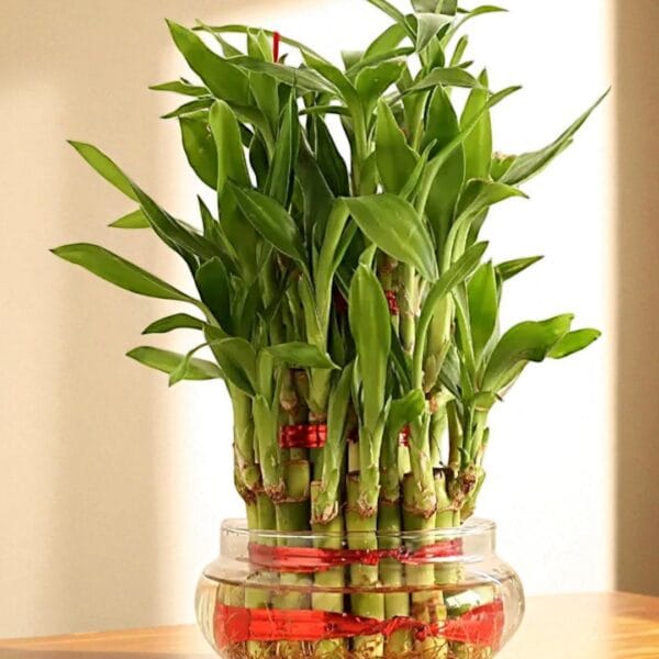 POPZOY Lucky Bamboo – Three Layer Indoor Plant for Valentine’s Day Gifting