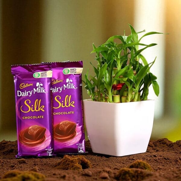 POPZOY Lucky Bamboo & Chocolate – Two Layer Plant with Dairy Milk Silk Combo